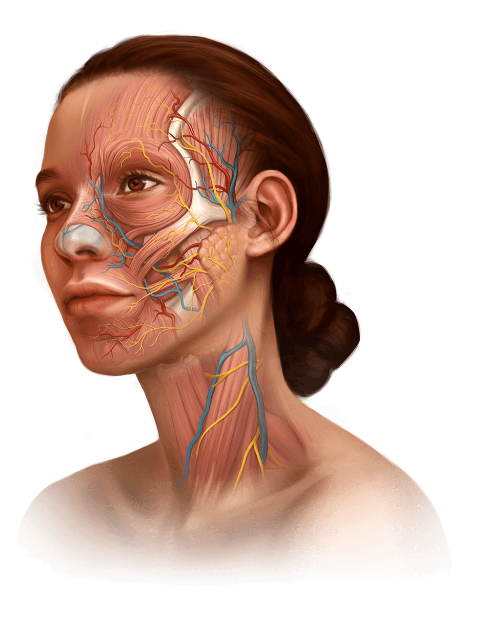 Medical illustration and animation of woman showing facial anatomy