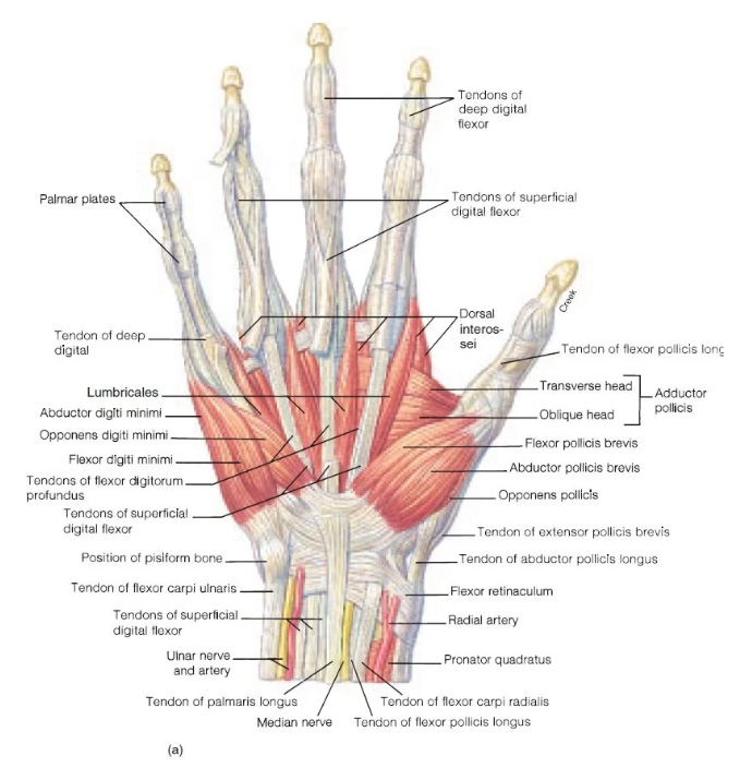 Detailed human hand anatomy medical illustration