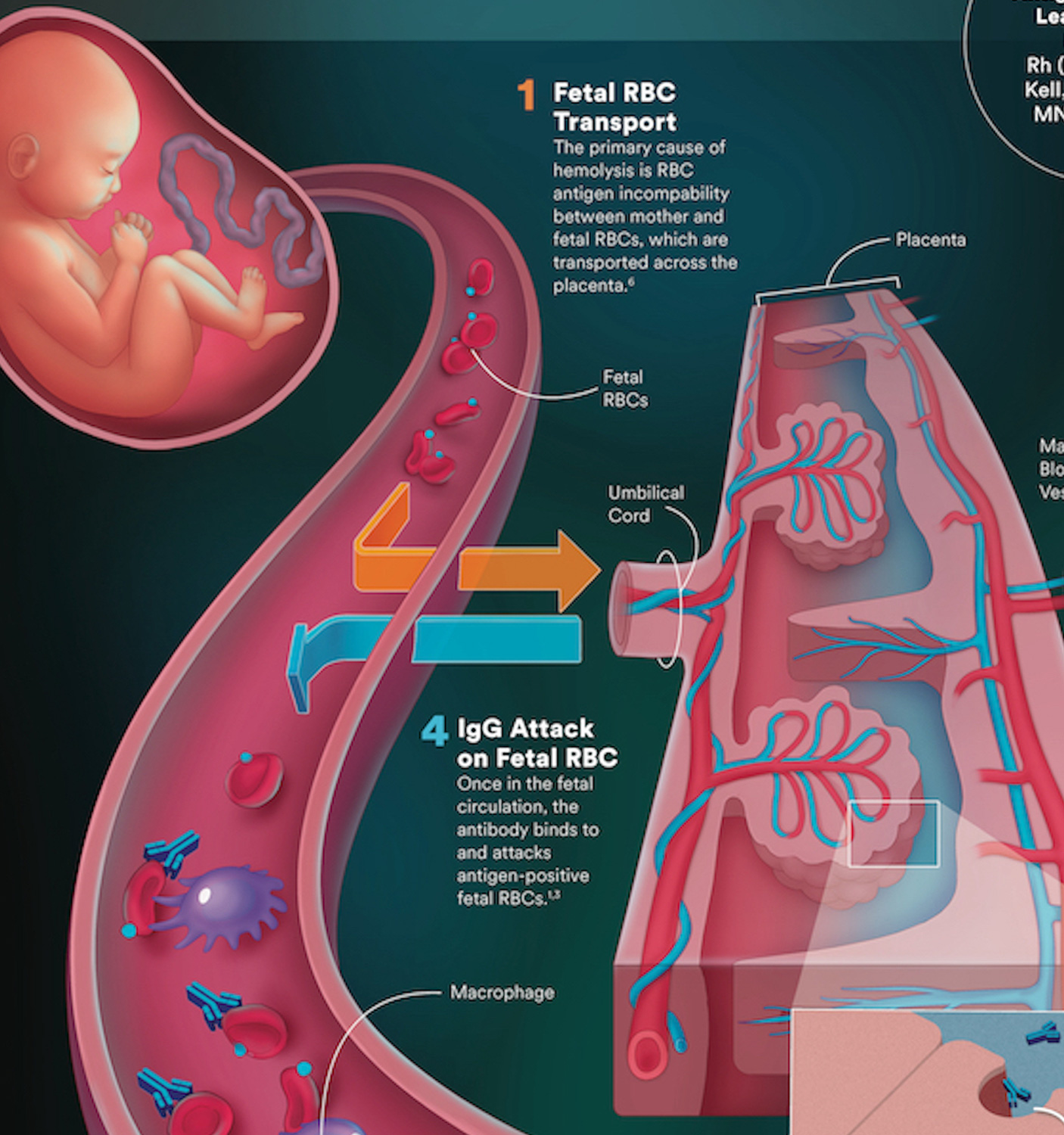 HDFN conference banner header medical illustration by Biotic Artlab