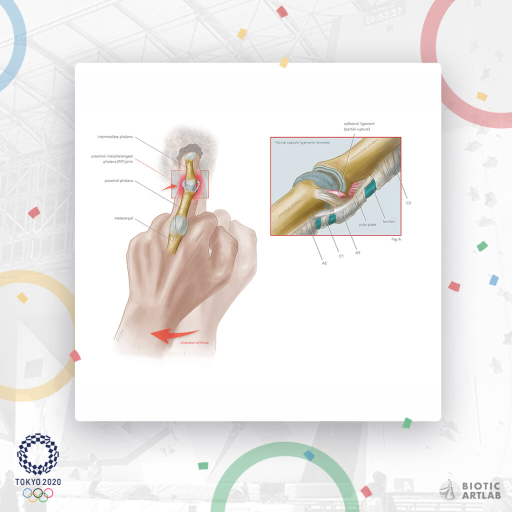 Tokyo 2020 Olympics sport climbing anatomy illustration – panel B