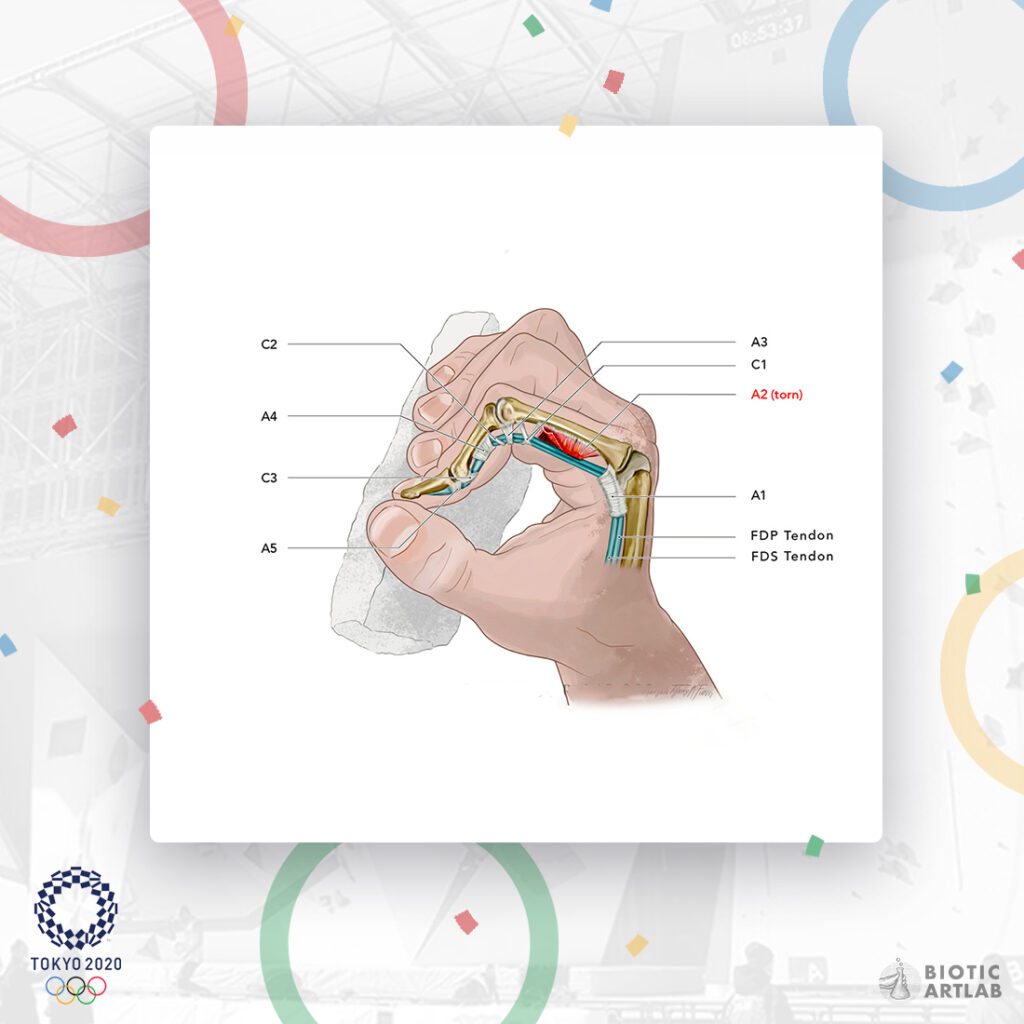 Tokyo 2020 Olympics sport climbing anatomy illustration – panel C