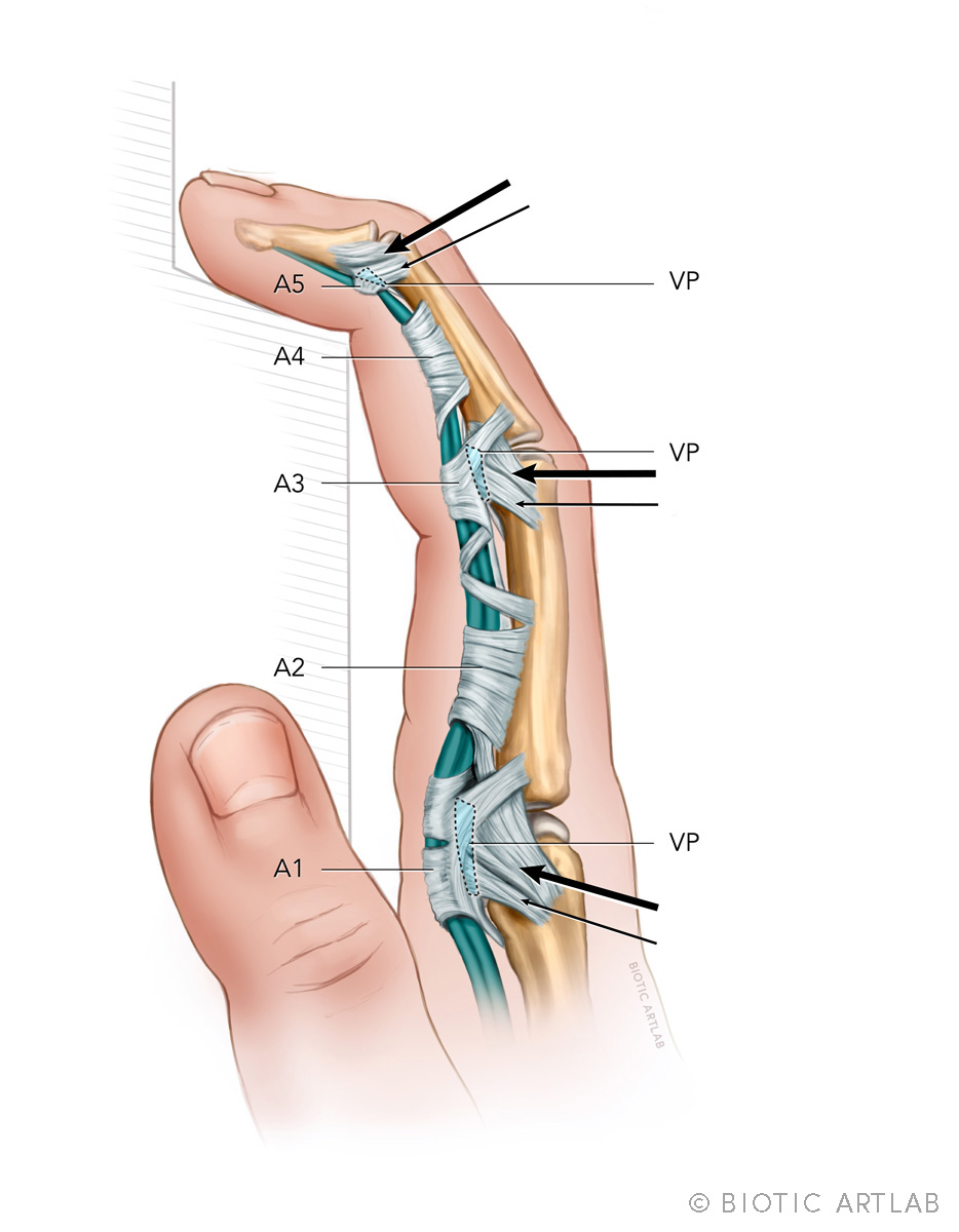Finger pulley system anatomy illustration for rock climbers